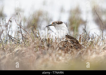 Combattant varié - Philomachus pugnax debout sur la prairie pendant la saison des amours à Varanger, la Norvège. Banque D'Images