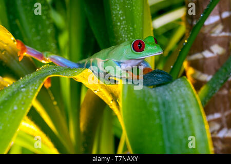 Red-eyed tree frog jouant dans la lumière jaune Banque D'Images