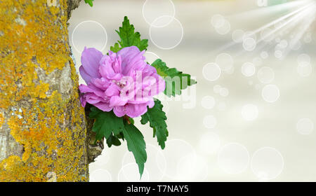 Hibiscus syriacus Lavender, semi-itype à fleur de variété, caractérisé par une couleur lavande romantique des pétales et le central petaloids. Banque D'Images