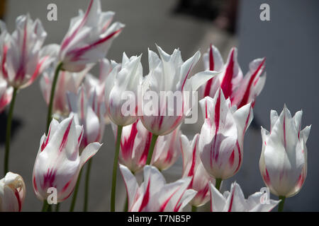 Yello0w, blanc et de tulipes rouges Banque D'Images