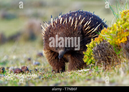 Tachyglossus aculeatus - Court-Échidné à nez dans le bush australien Banque D'Images