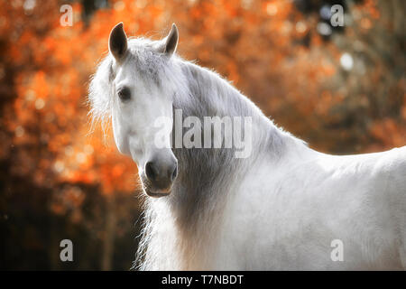 Cheval Espagnol pur, PRE, cheval andalou. Portrait de l'étalon gris en automne. La Suisse Banque D'Images