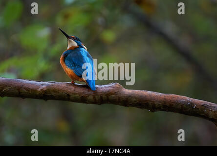 Kingfisher (Alcedo atthis) perché sur une branche dans un bois avec plumes bleu en preuve Banque D'Images