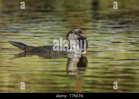 Canard musqué - Biziura lobata, raide, très aquatique-tailed Duck originaire du sud de l'Australie. C'est le seul membre vivant du genre Biziura. Banque D'Images