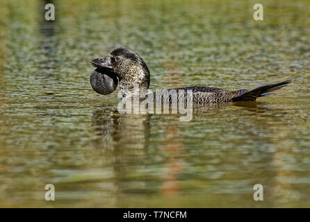 Canard musqué - Biziura lobata, raide, très aquatique-tailed Duck originaire du sud de l'Australie. C'est le seul membre vivant du genre Biziura. Banque D'Images