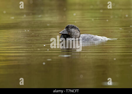 Canard musqué - Biziura lobata, raide, très aquatique-tailed Duck originaire du sud de l'Australie. C'est le seul membre vivant du genre Biziura. Banque D'Images