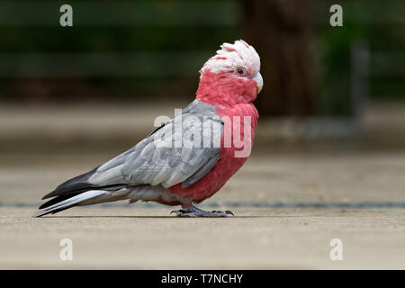 Cacatoès rosalbin - Eolophus roseicapilla - connu sous le nom de la Rose-breasted cacatoès cacatoès rosalbin cacatoès cacatoès rose et gris ou sterne de cacatoès, l'Australie continentale. Banque D'Images