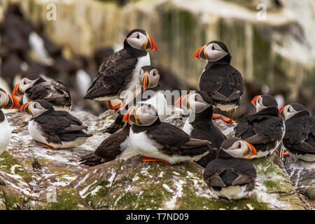 Les Macareux commun pendant la saison de reproduction à la fin du printemps sur les îles Farne, Northumberland, Angleterre. Mai 2018. Banque D'Images