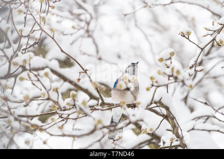 L'un geai bleu le chant des oiseaux perchés sur branche d'arbre pendant l'hiver dans les bourgeons de fleurs par Virginie Banque D'Images