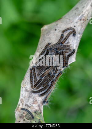 Nid de la livrée des laquais aka moth chenille. Malacosoma neustrie. Sur Prunus spinosa rameau. Banque D'Images