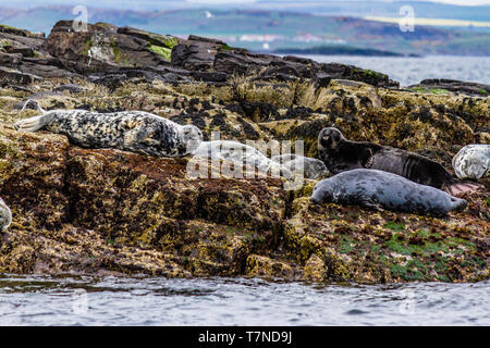 Colonie de phoques gris à la maison sur les îles Farne, Northumberland, Angleterre. Mai 2018. Banque D'Images