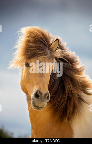 Cheval islandais. Portrait d'un hongre pinto. L'Autriche Banque D'Images