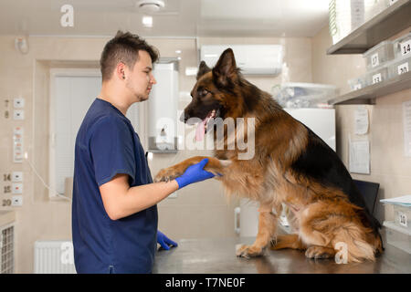 Un médecin examine un vétérinaire professionnel adulte grande race de chien berger allemand. Un jeune homme de race blanche vet travaille dans une clinique vétérinaire. Le chien à la re Banque D'Images