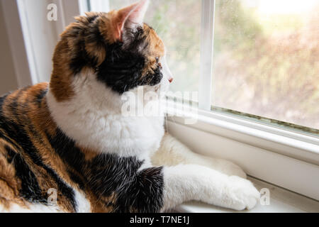 Gros plan du profil de l'un mignon chat calico couché par la fenêtre dans la chambre accueil chambre avec vue à travers la vitre Banque D'Images