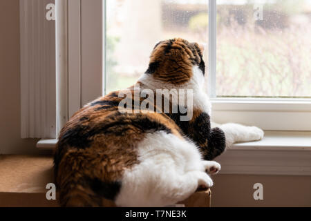 Chat Calico couché par la fenêtre à l'intérieur de chambre à chambre à travers une fenêtre sur boîte en carton Banque D'Images