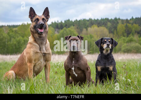 Trois chiens, amis - chien Malinois, pit-bull et mix Pinscher autrichien Banque D'Images