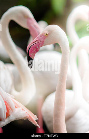 Flamant rose-close up, il a une belle coloration des plumes. Flamant rose, Phoenicopterus roseus Banque D'Images