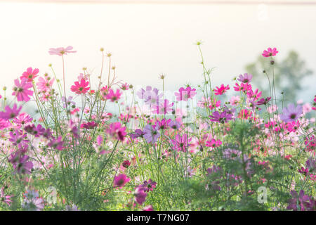 Cosmos fleurs dans la nature, l'arrière-plan flou, douce fleur, rose clair et rose foncé cosmos Banque D'Images