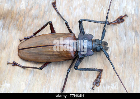 Le longicorne fidjien géant de l'île de Koh Phangan, Thaïlande. Close up, macro. Fidjien géant longicorne asiatique, Xixuthrus heros est l'une des plus grandes li Banque D'Images