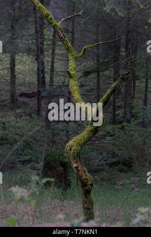 Arbre mort envahi de mousse vert frais dans une mystérieuse forêt sombre dans la Suisse près de jetrichovice république dans la République tchèque Banque D'Images