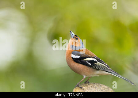 Chaffinch mâle au Pays de Galles au printemps Banque D'Images