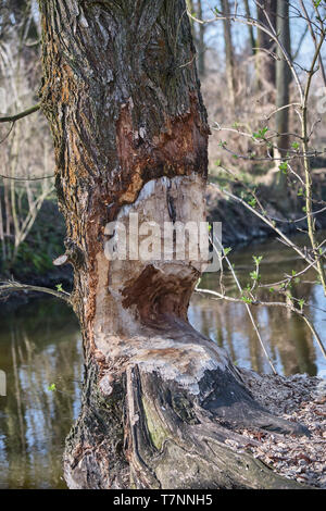 Tronc d'arbre près de la rivière, rongé par les castors Banque D'Images