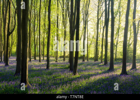 La lumière du soleil du matin de printemps dans un bois bluebell. North Somerset, Angleterre. Banque D'Images