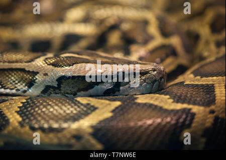 Serpent Python recroquevillé dans un anneau et le sommeil Banque D'Images