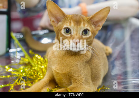 Ginger chaton avec des yeux verts et des grandes oreilles Banque D'Images