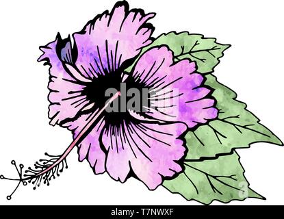 Fleur d'Hibiscus avec feuilles Illustration de Vecteur