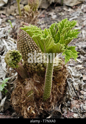 (Gunnera manicata Rhubarbe géante du Brésil) Banque D'Images