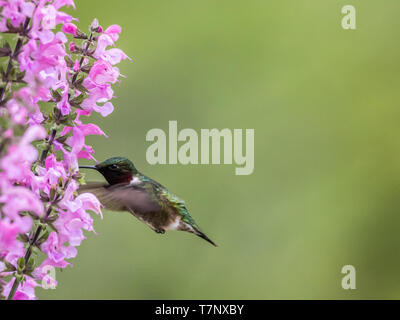 Colibri à gorge rubis (Archilochus colubris, rss, on Meadow Sauge (Salvia Pretensis), une fleur vivace rose au printemps Banque D'Images