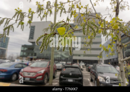 Prises en face de Corus Entertainment s'appuyant sur un matin de printemps pluvieux sur ma façon de travailler. Banque D'Images