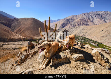 Quelques chiens au dessus de la belle vallée d'Elqui, Pisco Elqui, Chili Banque D'Images