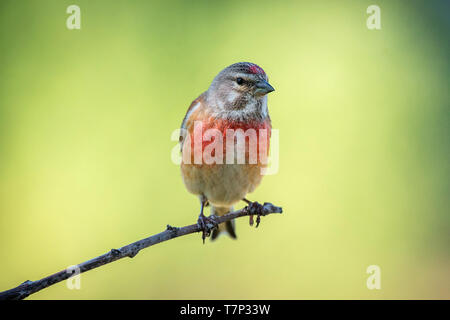 Linaria cannabina linnet commun Banque D'Images