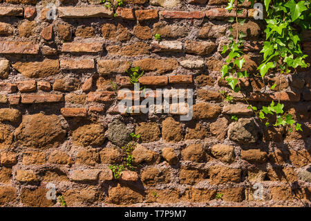 Vieux mur composite avec des feuilles de lierre et de plantes vertes en arrière-plan Banque D'Images