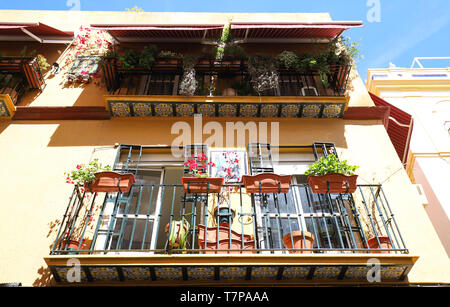 Décorées avec balcon solitaire fleurs bleu dans une rue en Espagne, Séville, Andalousie - mur jaune avec en arrière-plan. Banque D'Images