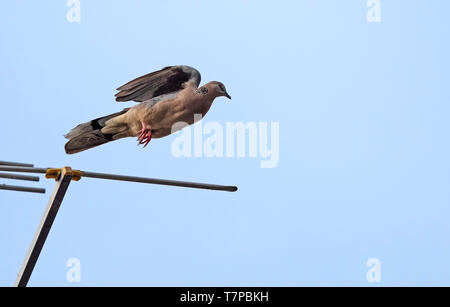 Libre repéré Dove sautant dans l'air isolé sur Sky Banque D'Images