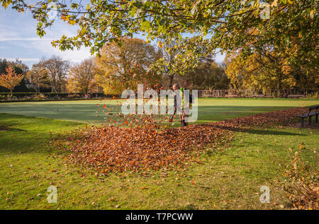 Vue tranquille d'un effacement du jardinier les feuilles d'automne du Bowling Green, dans le sud,Parc,Co.Durham Darlington Banque D'Images