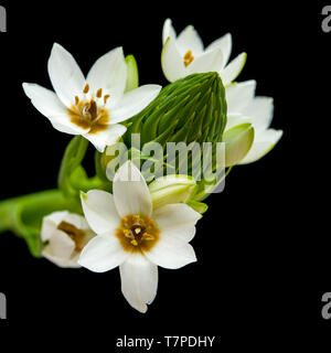 Floraison blanche Ornithogalum spike isolated on black Banque D'Images