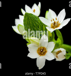 Floraison blanche Ornithogalum spike isolated on black Banque D'Images