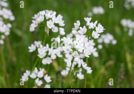 L'allium neapolitanum fleurs. Banque D'Images