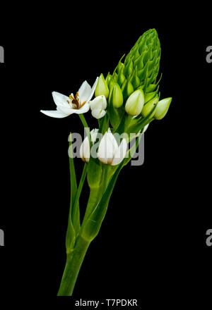 Floraison blanche Ornithogalum spike isolated on black Banque D'Images