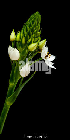 Floraison blanche Ornithogalum spike isolated on black Banque D'Images