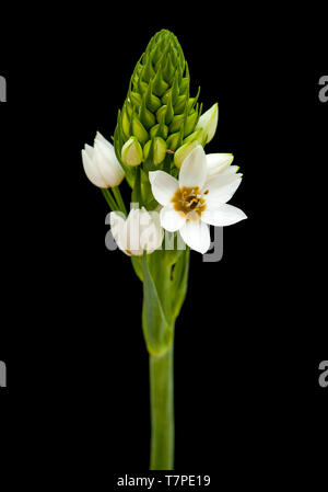 Floraison blanche Ornithogalum spike isolated on black Banque D'Images