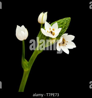 Floraison blanche Ornithogalum spike isolated on black Banque D'Images