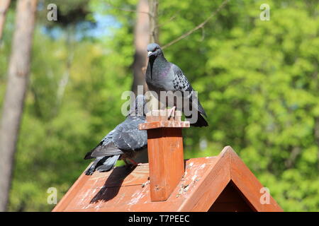 Quelques tourterelles sont assis sur un perchoir dans la forêt. La nature. Beaux pigeons. Le dortoir pour les pigeons est sale. Banque D'Images