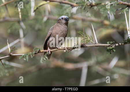 Gray-capped weaver (Pseudonigrita arnaudi sociale) Banque D'Images