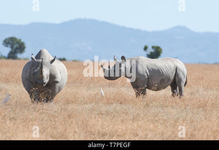 Rhinocéros noir ou parcourir (Diceros bicornis) mère et le bien-connu calf Banque D'Images