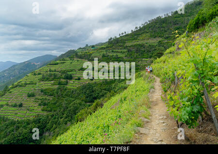 Marchant le long d'une section étroite de la Cinque Terre, sentier entre Corniglia, Manarola et sur une colline abrupte entre les terres agricoles et les vignobles en terrasses Banque D'Images